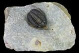 Diademaproetus Trilobite - Ofaten, Morocco #169656-2